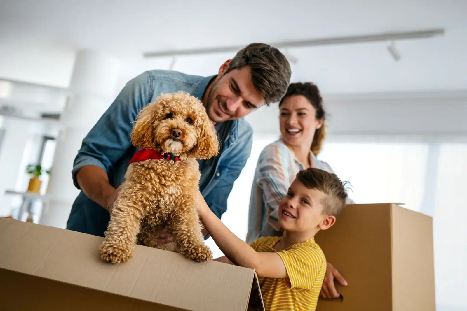 Happy couple reviewing paperwork at home, representing conventional home loan financing